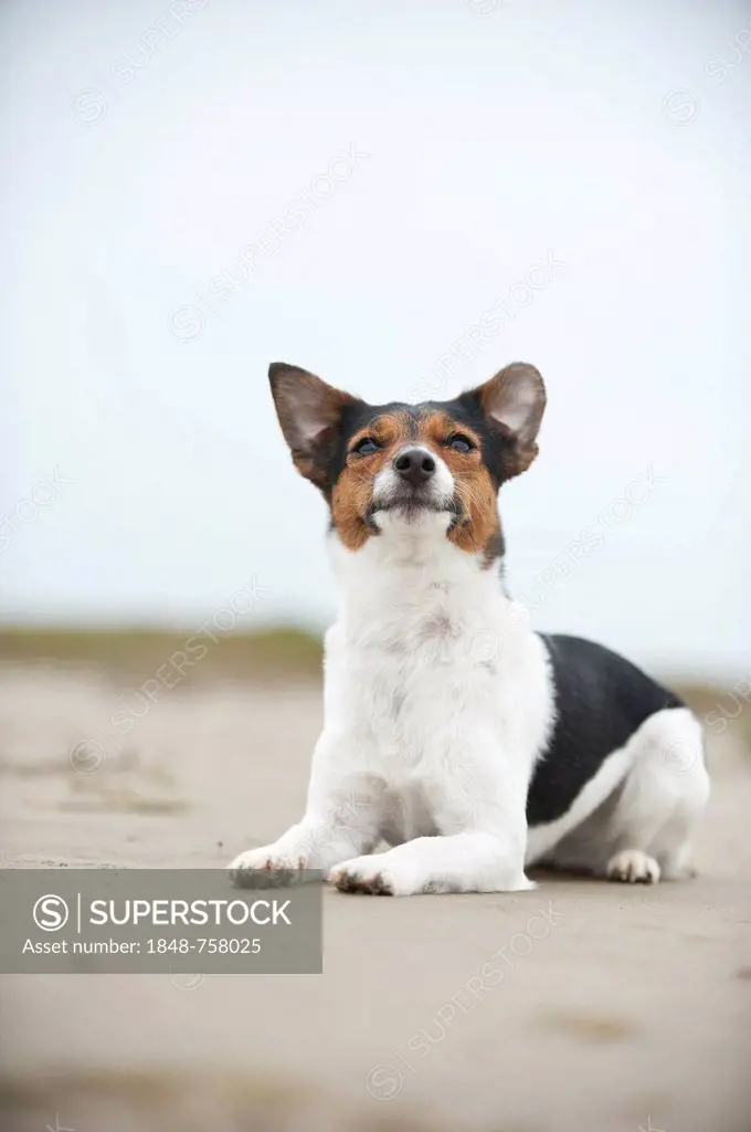 Jack Russell Terrier, lying