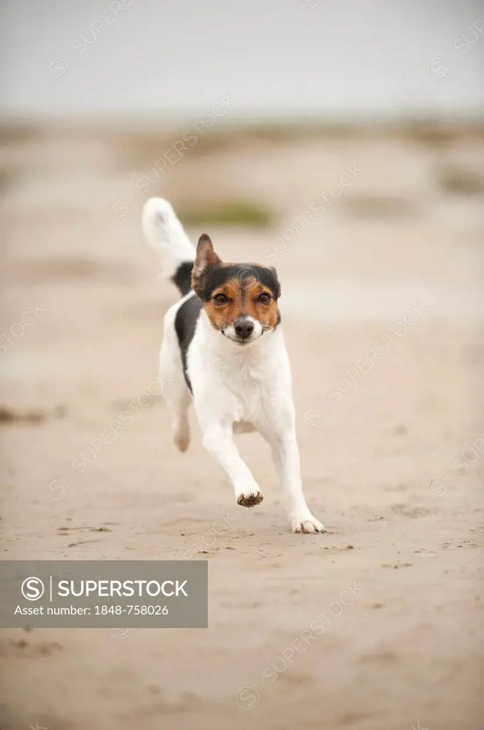 Galloping Jack Russell Terrier