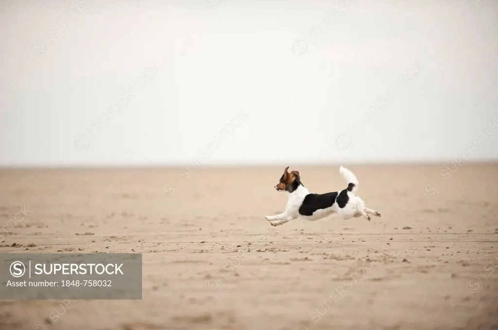 Galloping Jack Russell Terrier on the beach