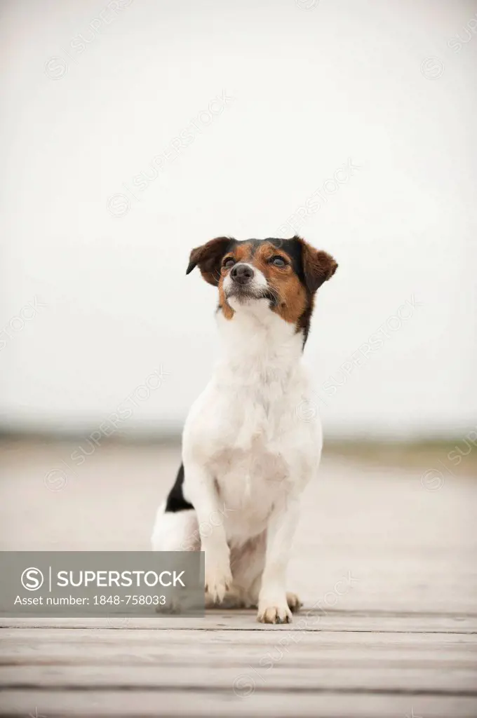 Jack Russell Terrier sitting on a jetty