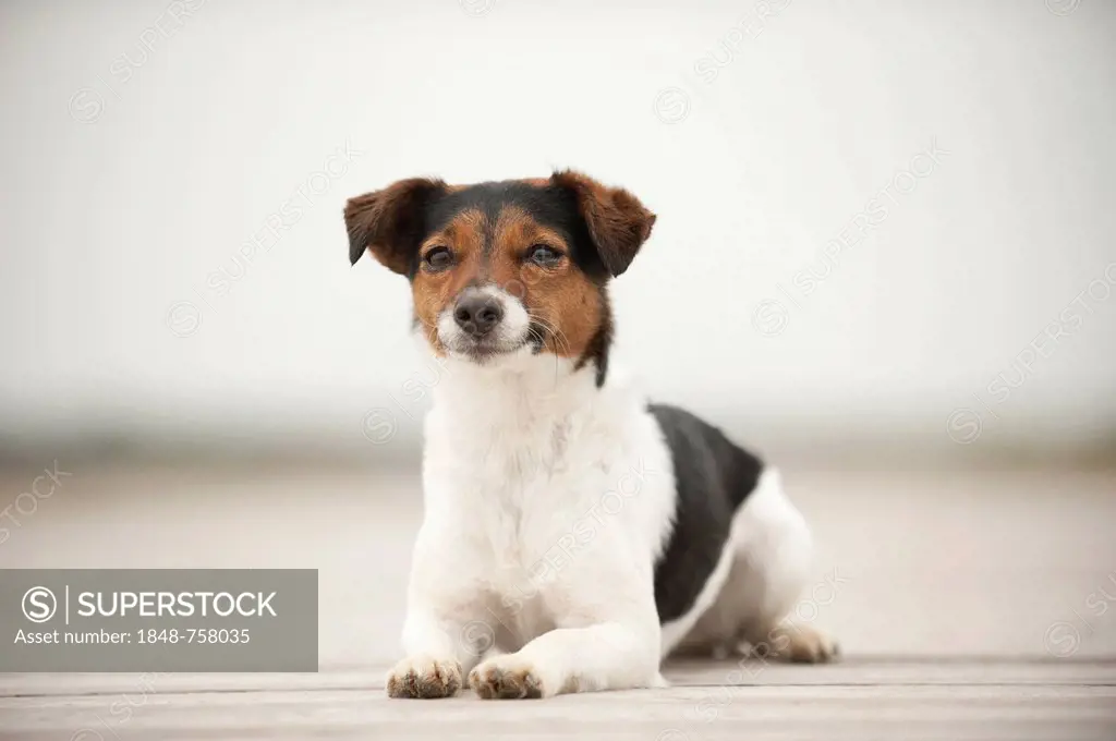 Jack Russell Terrier lying on a jetty
