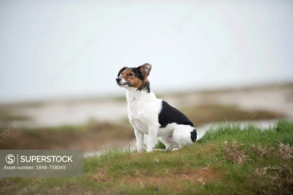 Jack Russell Terrier sitting on the beach