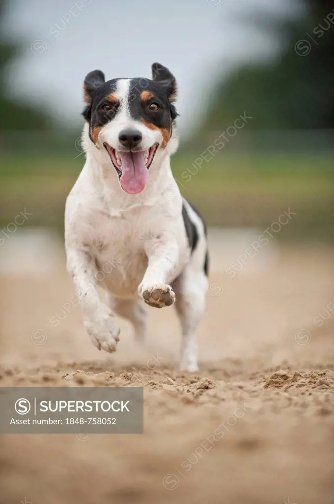 Galloping Jack Russell Terrier