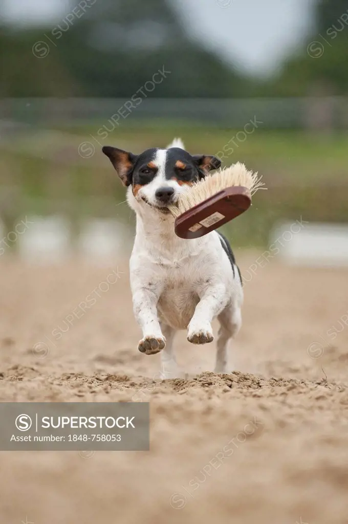 Jack Russell Terrier fetching a brush