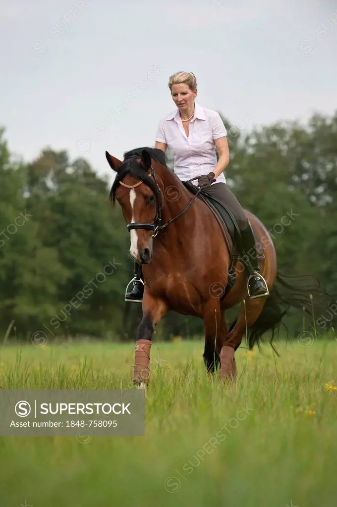 Woman trotting across a meadow on a Hanoverian horse