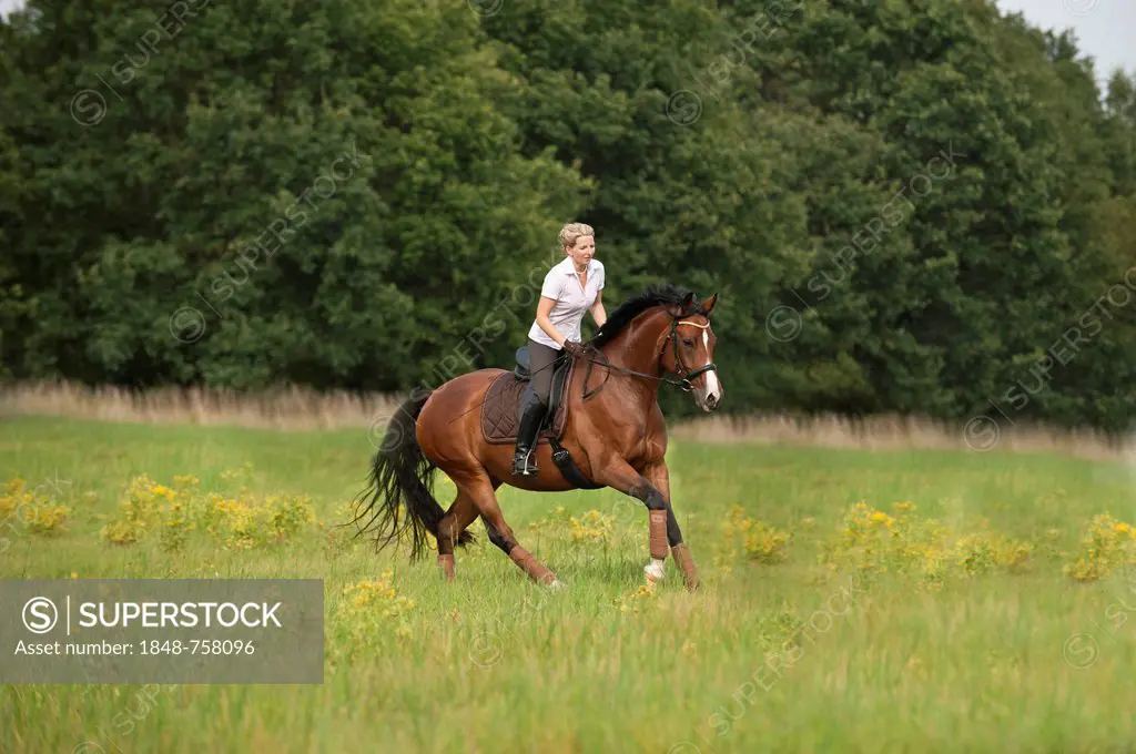 Woman galloping across a meadow on a Hanoverian horse