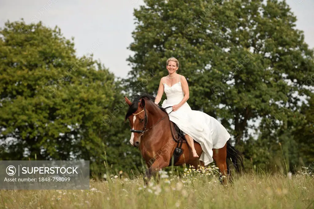 Woman wearing a wedding dress trotting across a meadow on a Hanoverian horse