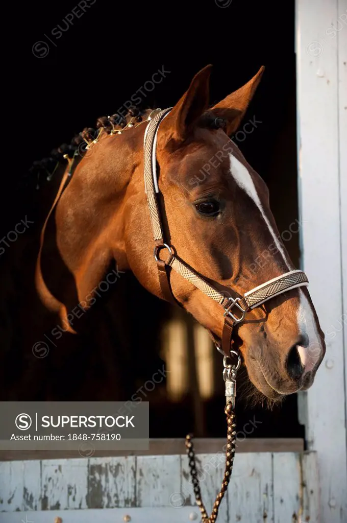 Oldenburg horse, portrait