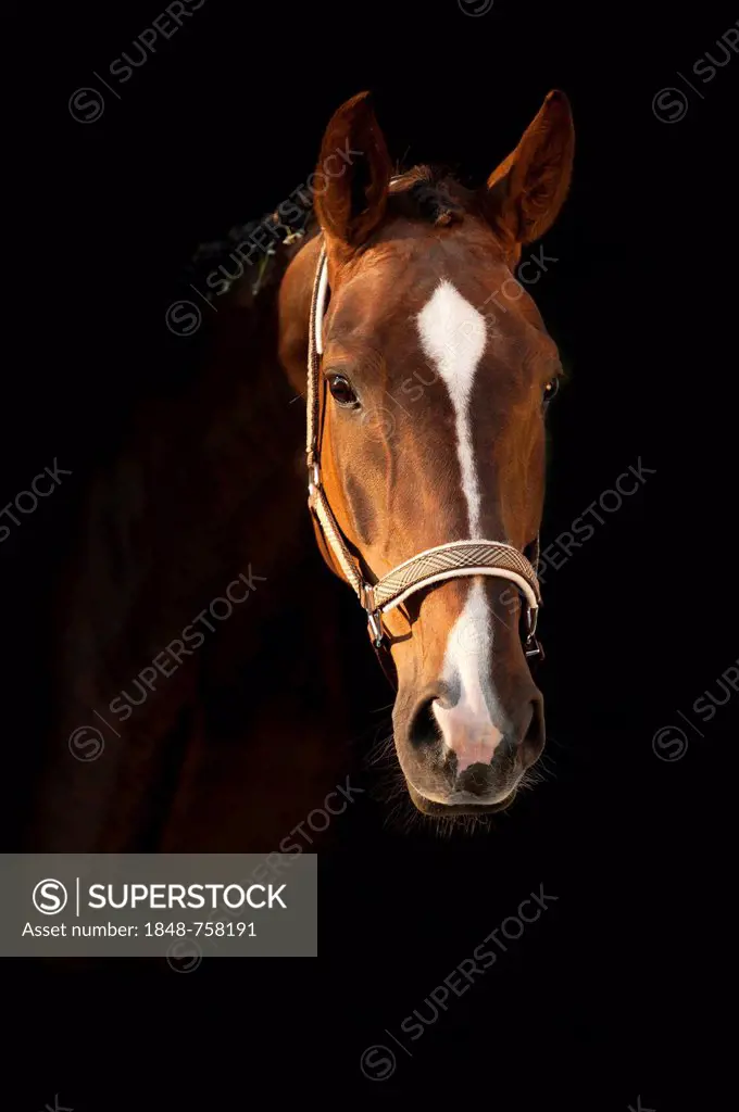 Oldenburg horse, portrait