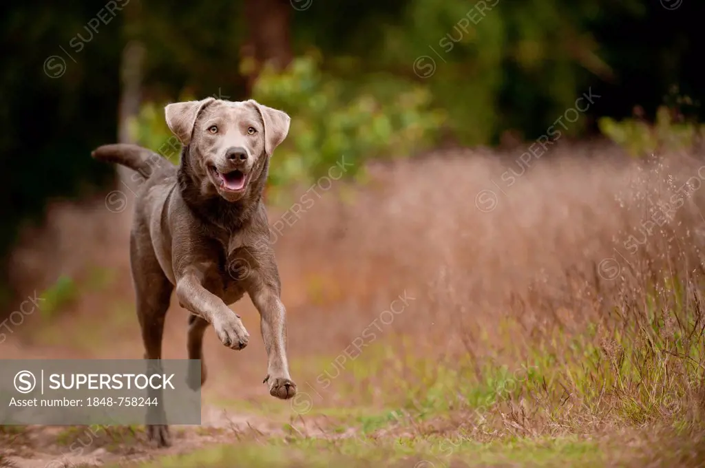 Labrador Retriever running along a path