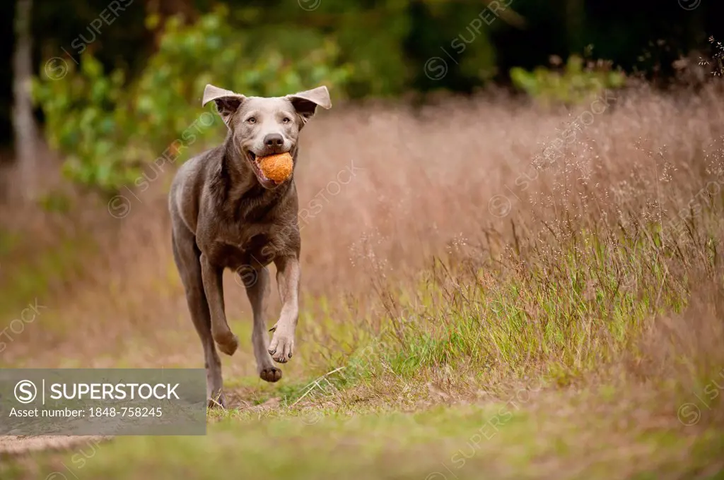 Labrador Retriever retrieving a ball