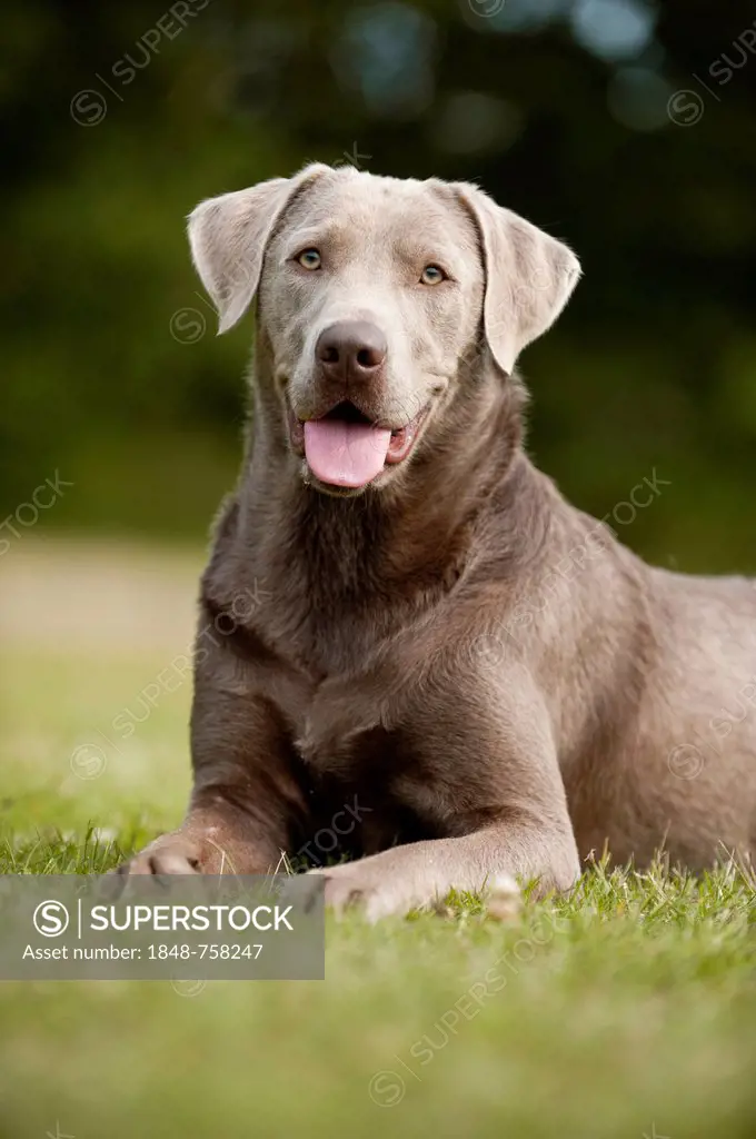 Labrador Retriever, sitting