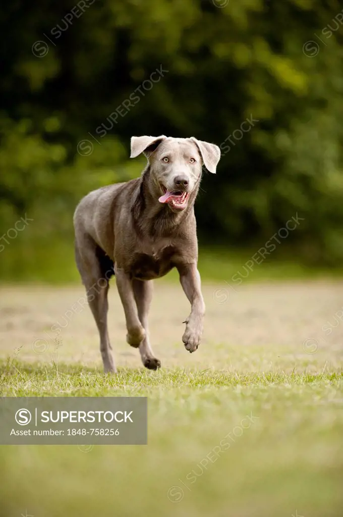 Labrador Retriever, running