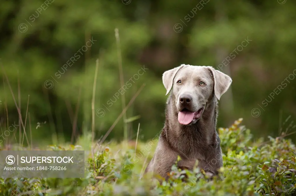 Labrador Retriever, portrait