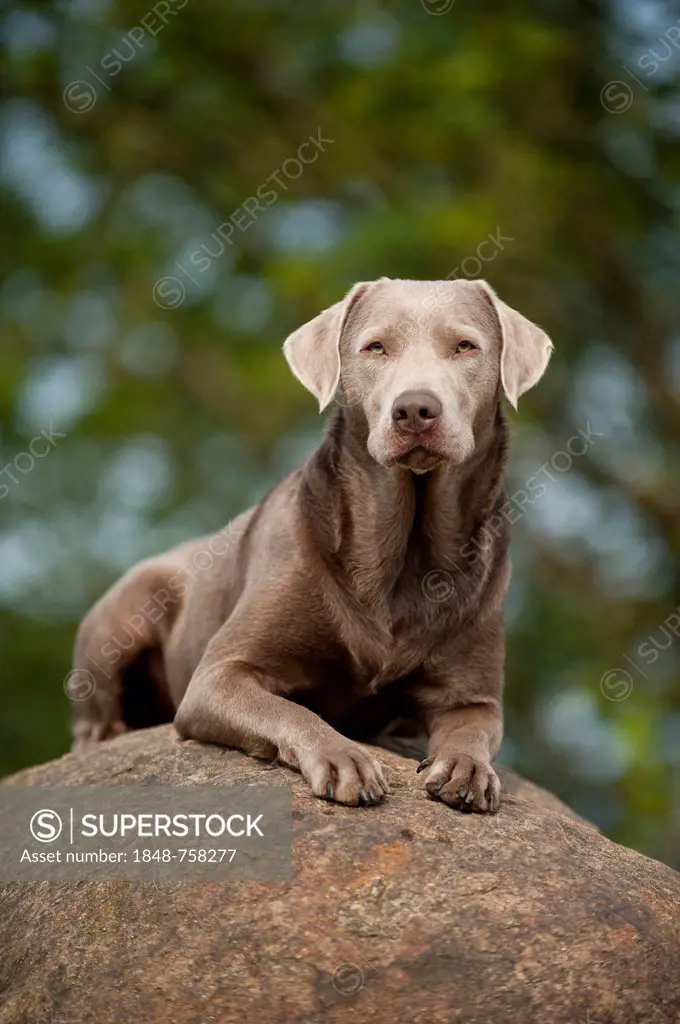 Labrador Retriever lying on a stone