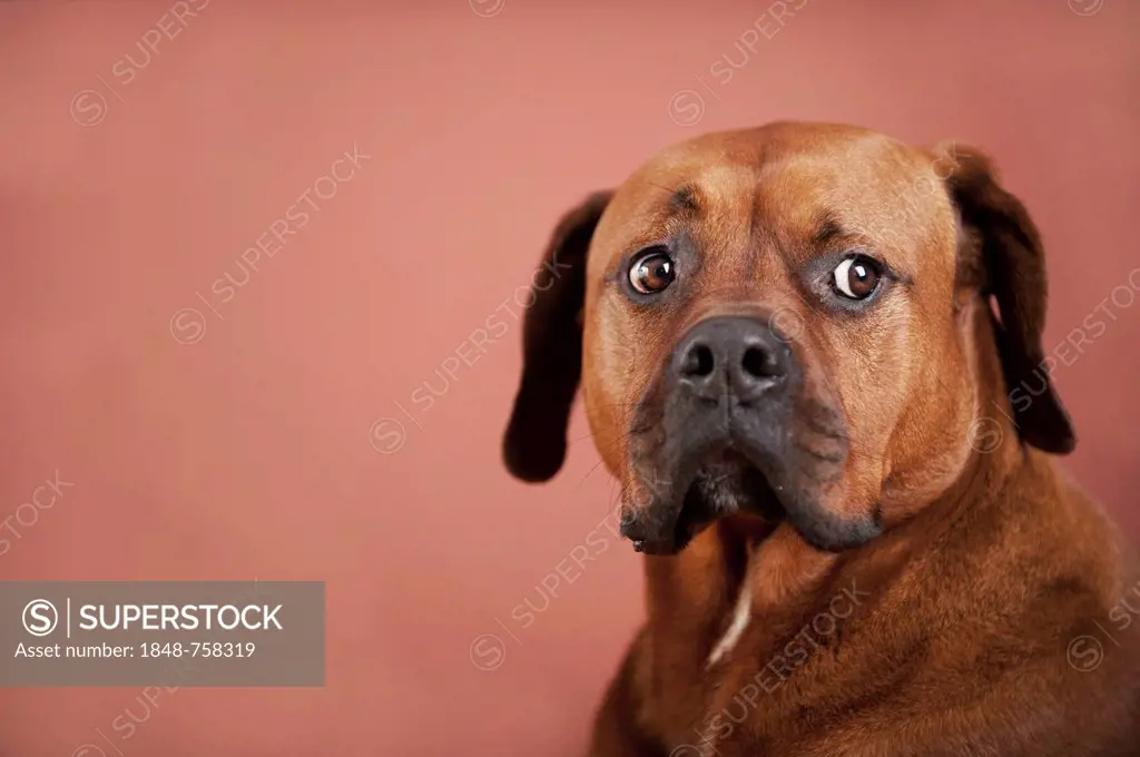 Mixed-breed boxer, portrait