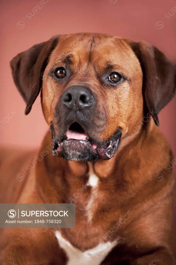 Mixed-breed boxer, portrait