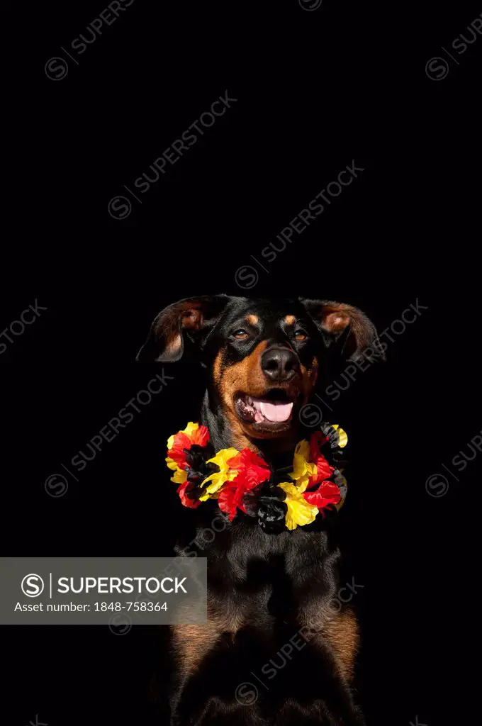 Doberman, portrait wearing a black, red and gold garland