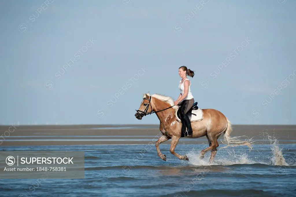 Woman riding a Haflinger horse through the water, St. Peter-Ording, Schleswig-Holstein, Germany, Europe