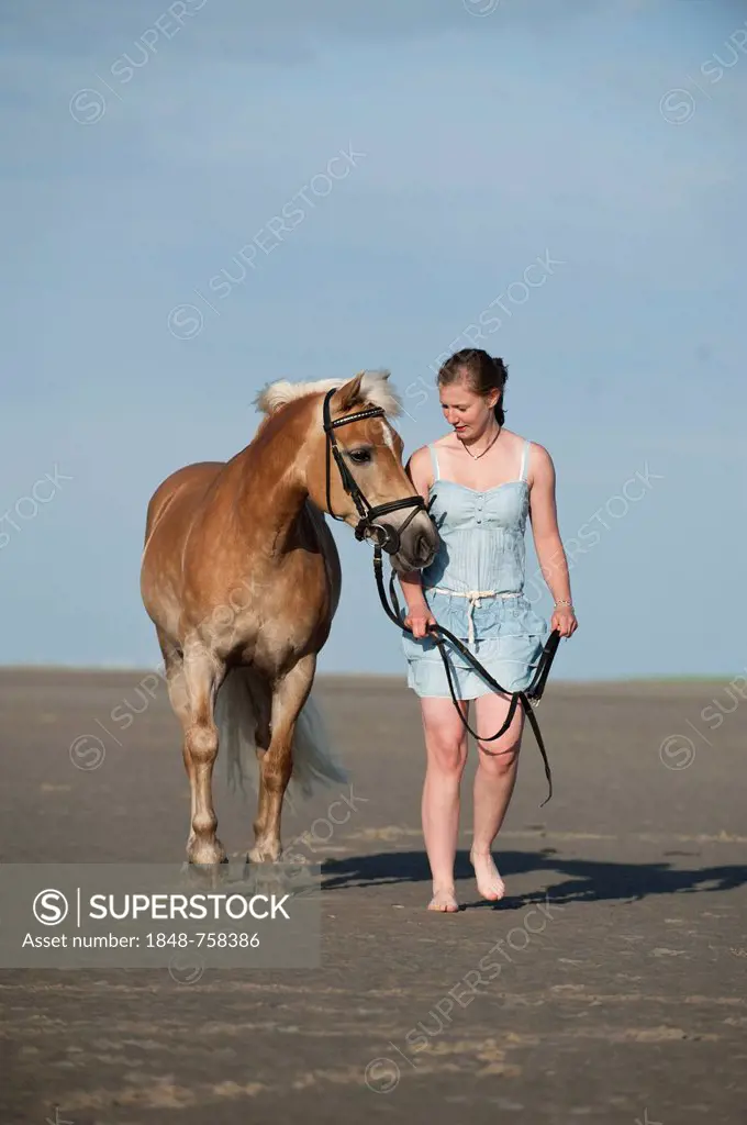 Woman leading a Haflinger horse along the beach, St. Peter-Ording, Schleswig-Holstein, Germany, Europe