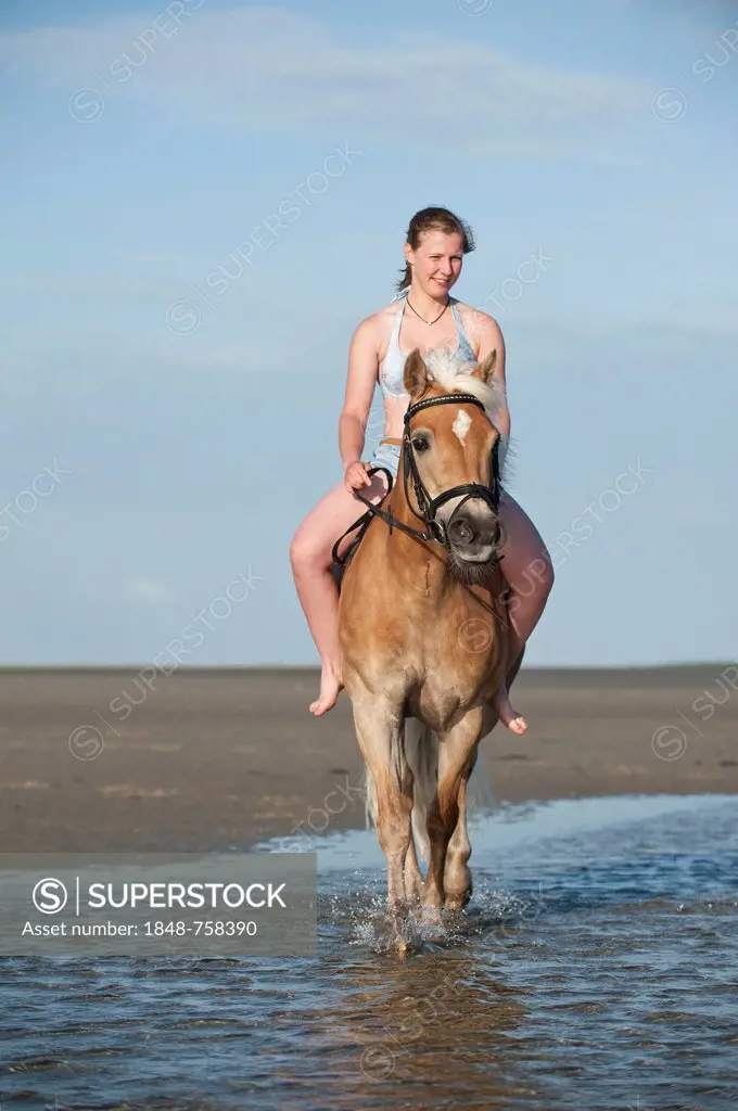 Woman riding bareback on a Haflinger horse on the beach, St. Peter-Ording, Schleswig-Holstein, Germany, Europe