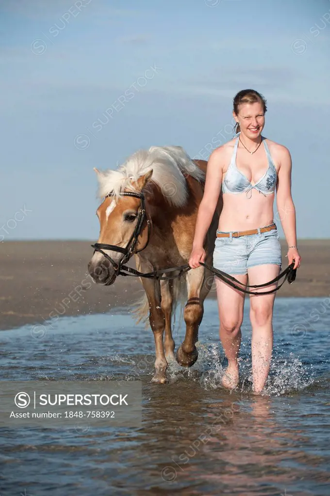 Woman leading a Haflinger horse through the water, St. Peter-Ording, Schleswig-Holstein, Germany, Europe