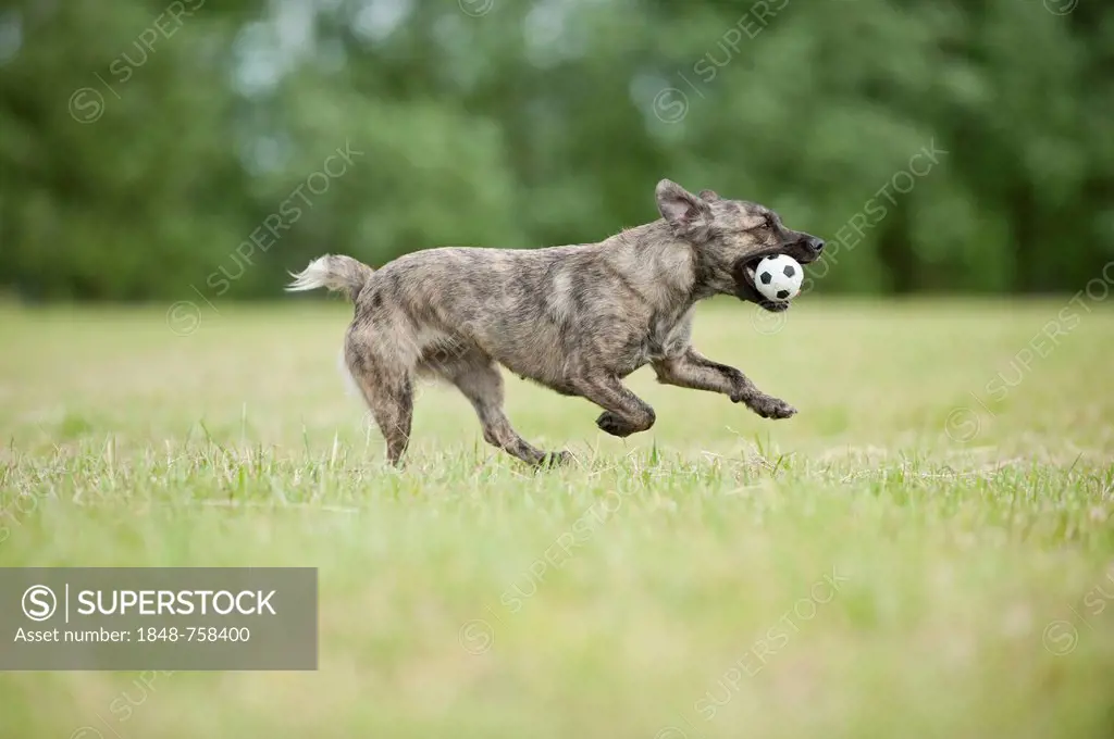 Mixed-breed dog fetching a ball