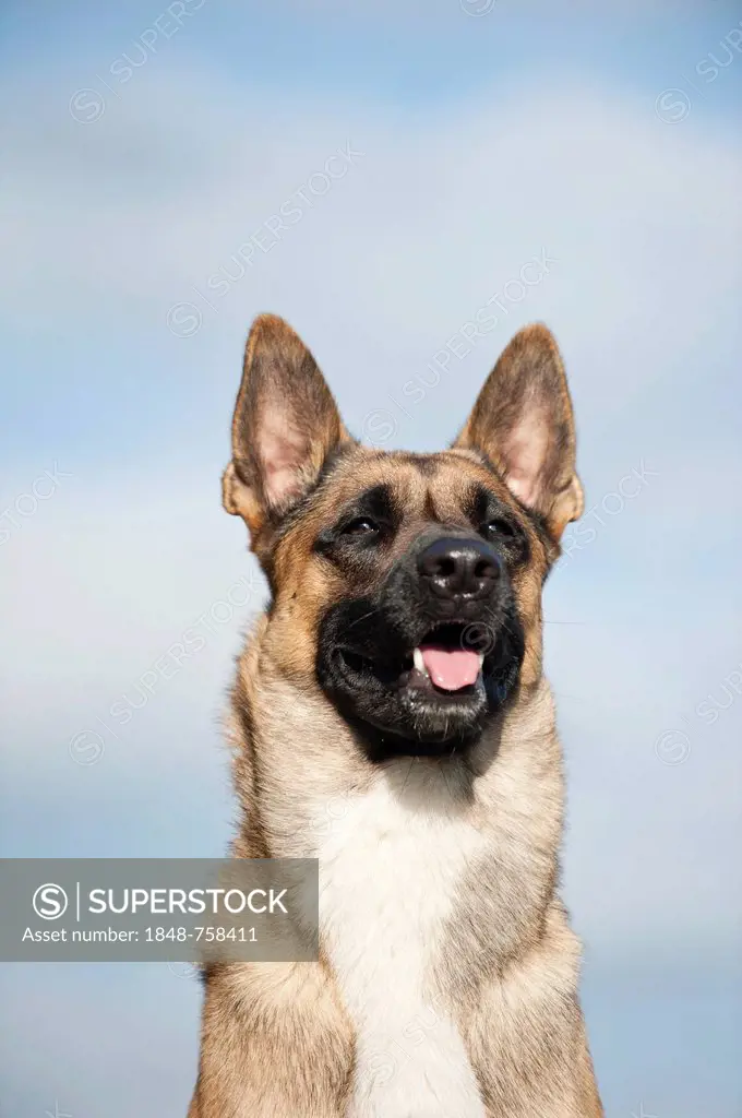 Malinois or Belgian Shepherd Dog, portrait