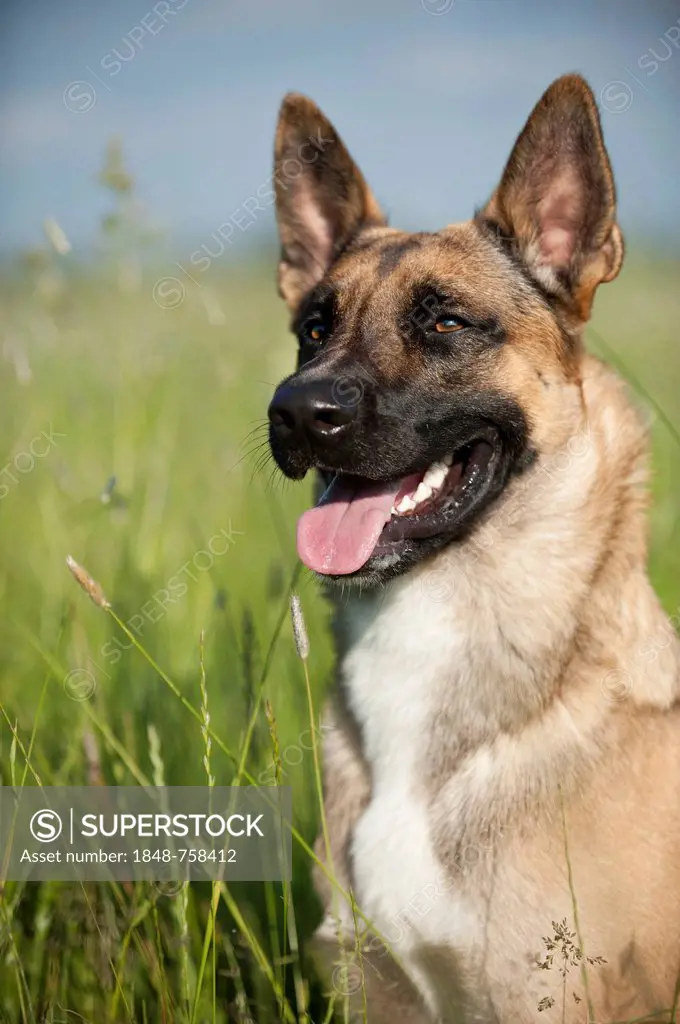 Malinois or Belgian Shepherd Dog, portrait