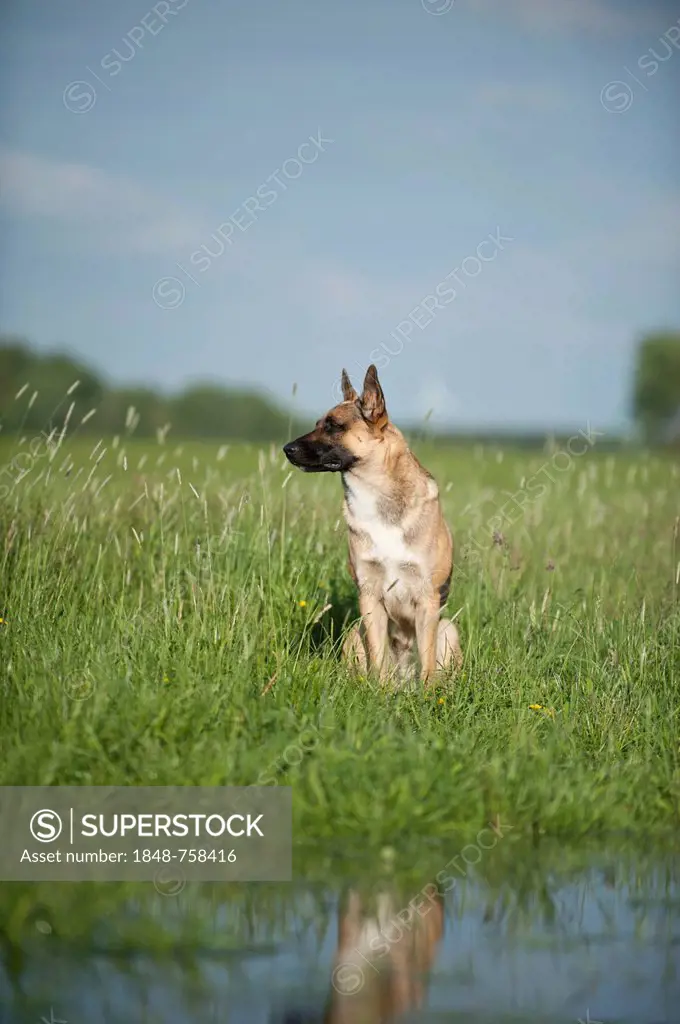 Malinois or Belgian Shepherd Dog, sitting
