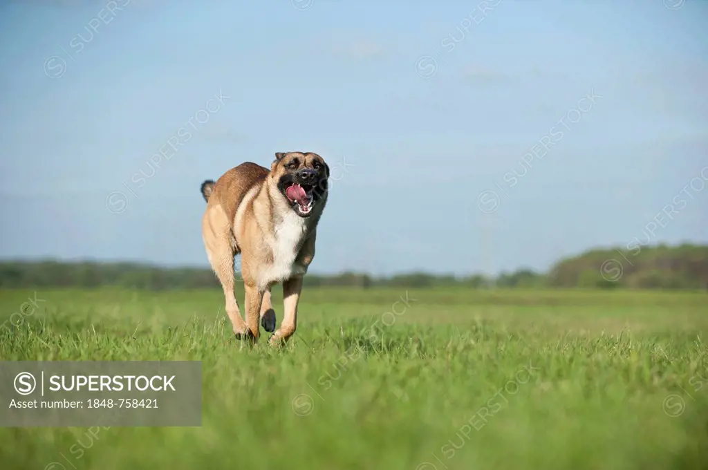 Malinois or Belgian Shepherd Dog running across a meadow