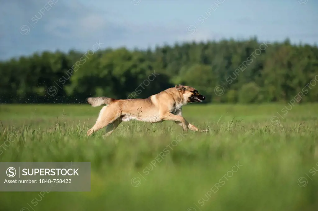 Malinois or Belgian Shepherd Dog running across a meadow