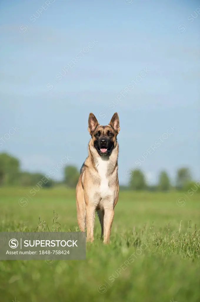 Malinois or Belgian Shepherd Dog, standing