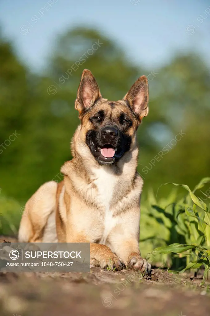 Malinois or Belgian Shepherd Dog, lying