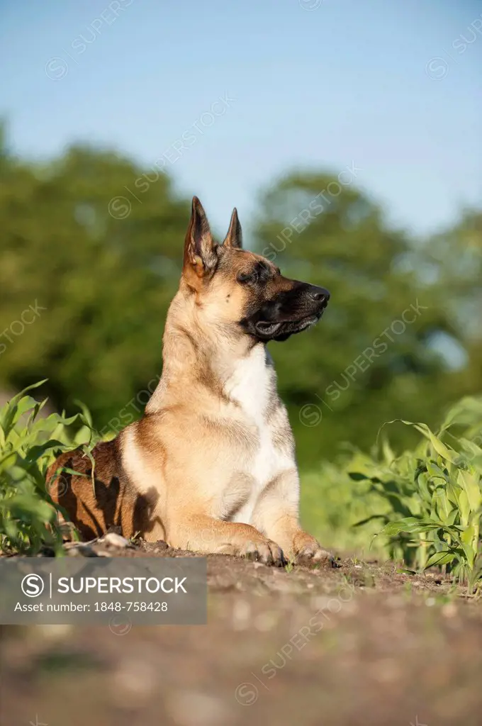 Malinois or Belgian Shepherd Dog, portrait, lying