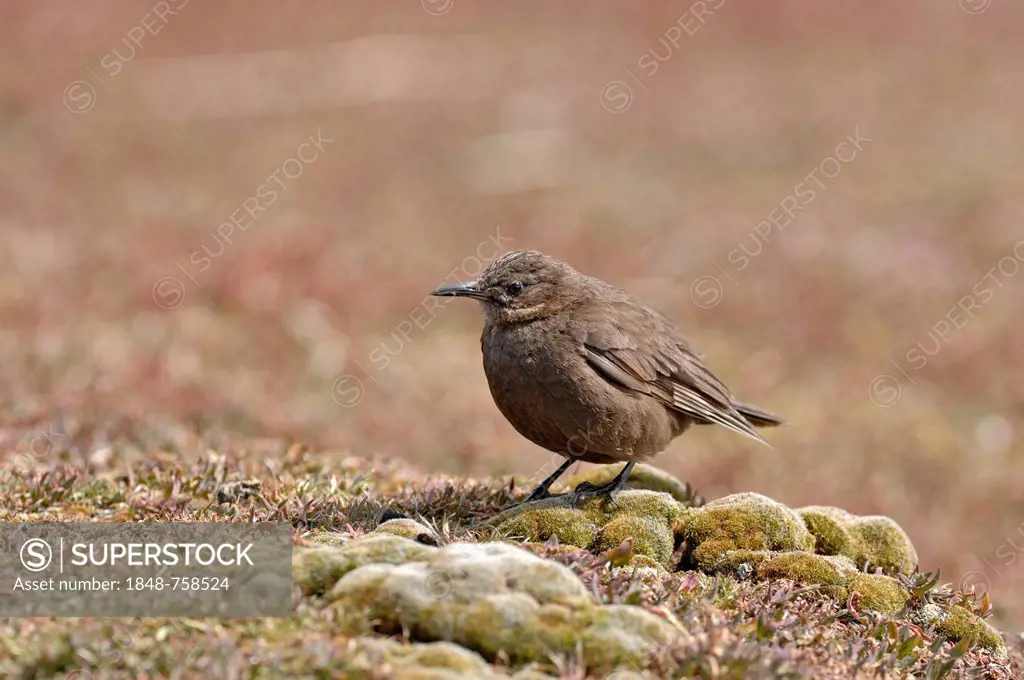 Blackish Cinclodes, Tussac-bird or Tussock-bird (Cinclodes antarcticus), Falklands