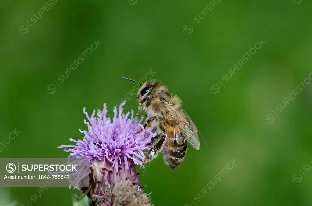 Honey Bee (Apis mellifera) on a thistle, Norfolk, England, United Kingdom, Europe