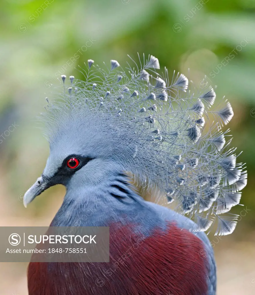 Victoria Crowned Pigeon (Goura victoria), New Guinea