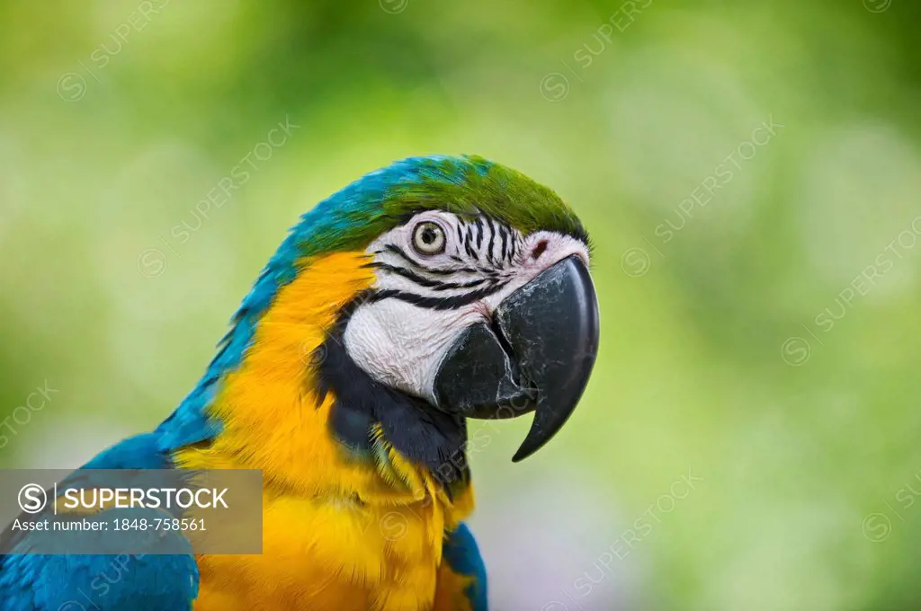 Blue-and-Yellow Macaw (Ara ararauna), in captivity