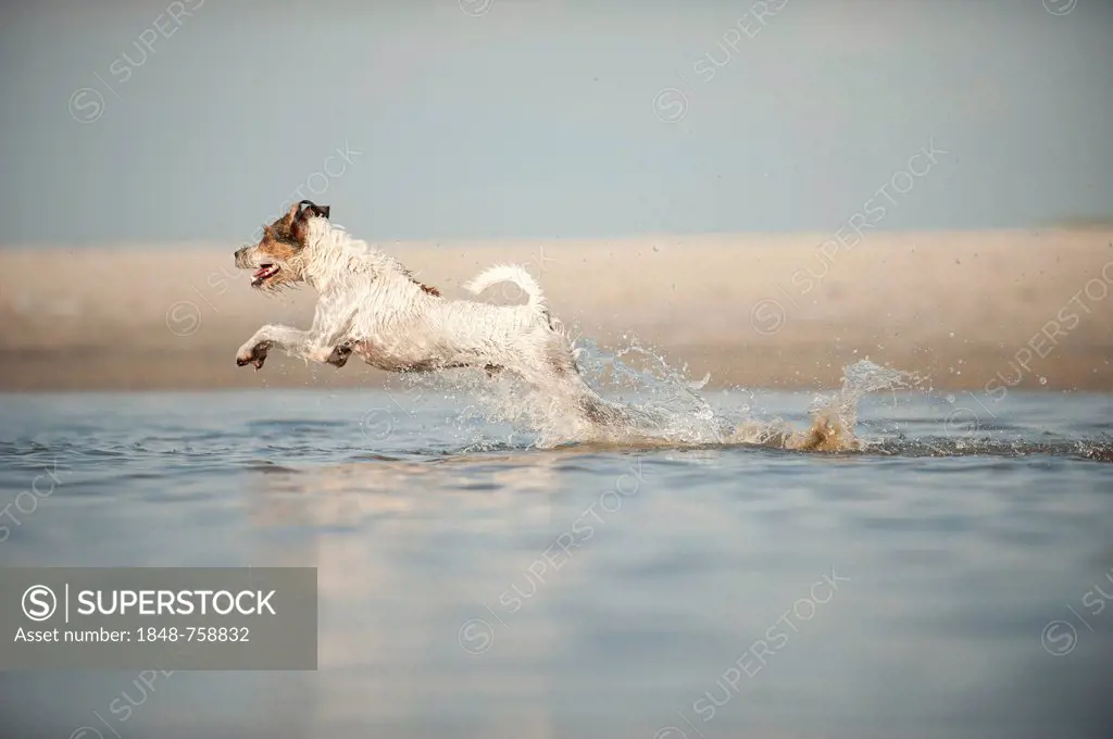 Parson Russell Terrier running through water