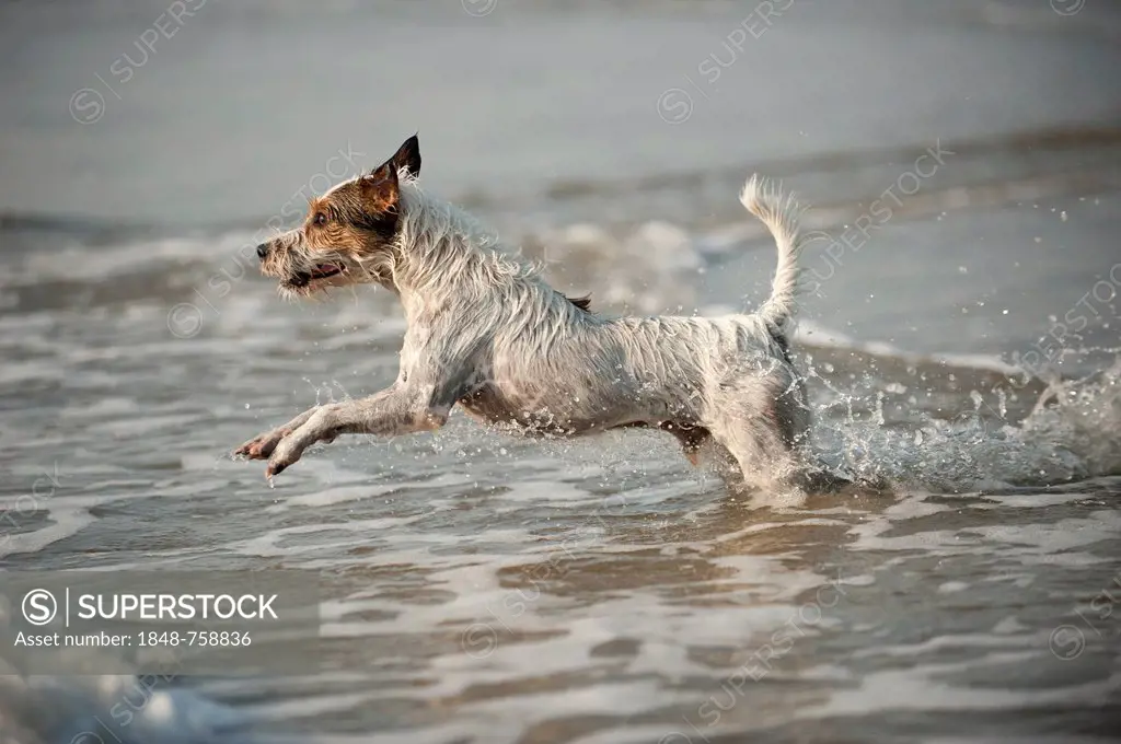Parson Russell Terrier playing in the water