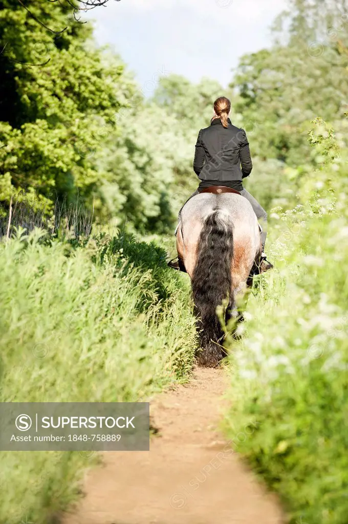 Woman riding a Belgian Draft horse along a path