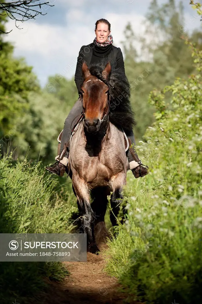 Woman riding a Belgian Draft horse