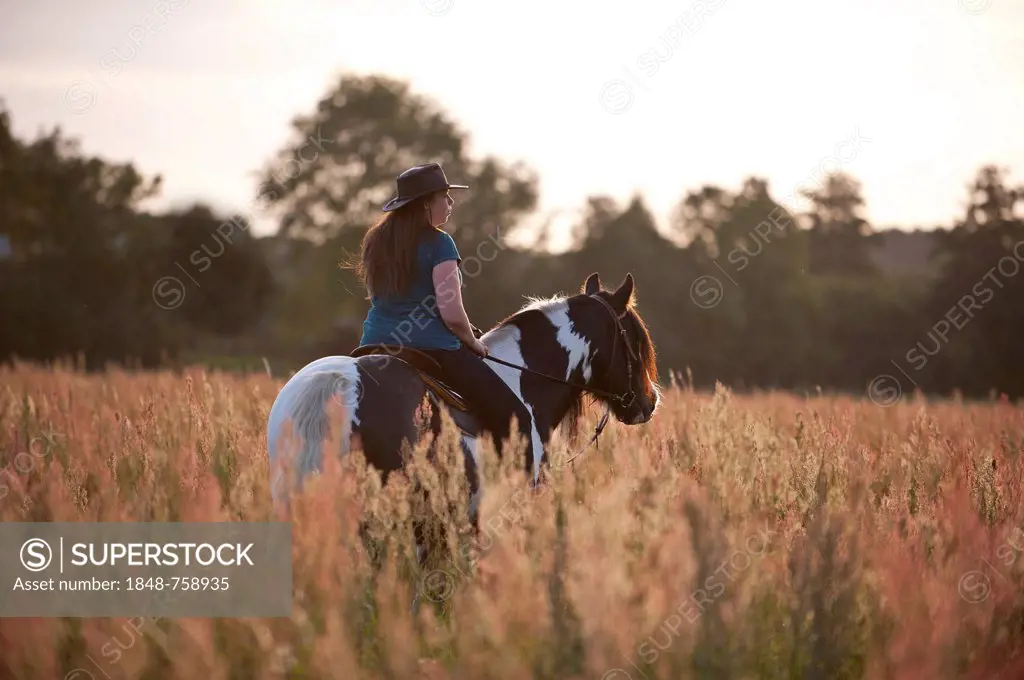 Woman riding an Irish Tinker across a meadow