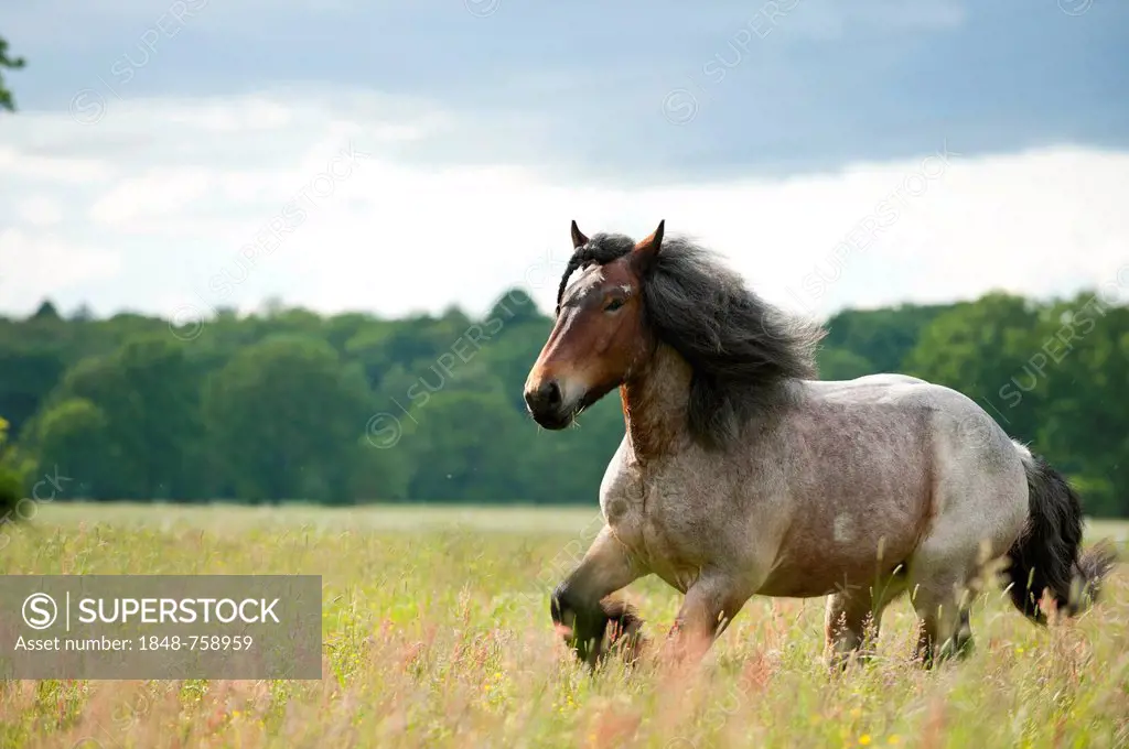 Belgian Draft Horse galloping across a meadow