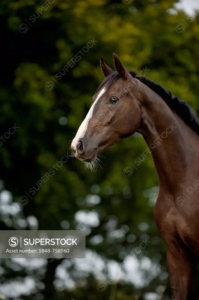 Hanoverian horse, portrait