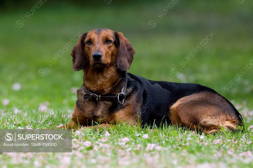 Tyrolean Hound, hound dog, Tyrol, Austria, Europe