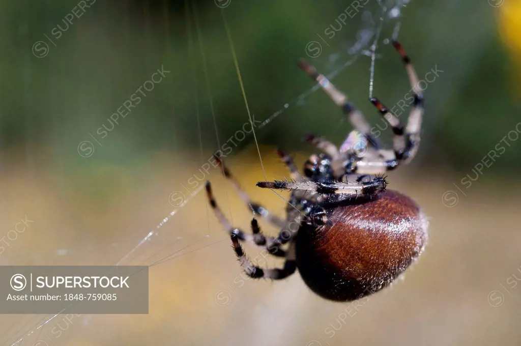 An Orb Weaver Spider (Araneidae) spins her web, Alaska