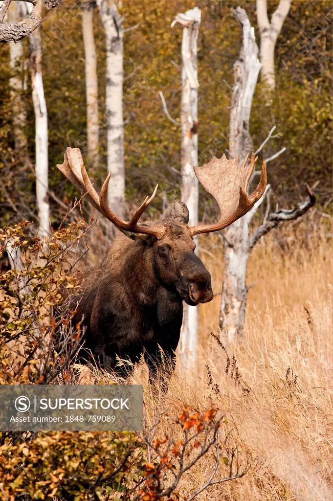 A bull Moose (Alces alces), Alaska