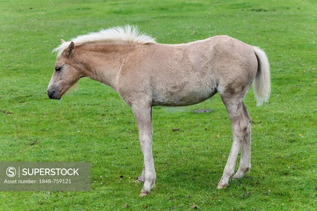 Haflinger foal at pasture, County Clare, Ireland, Europe